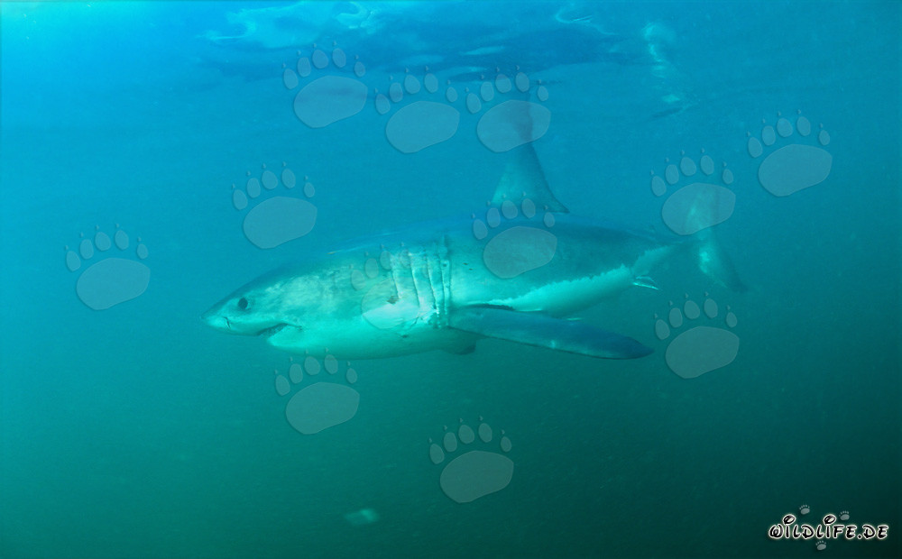 Grand requin blanc au large de la côte sud-africaine