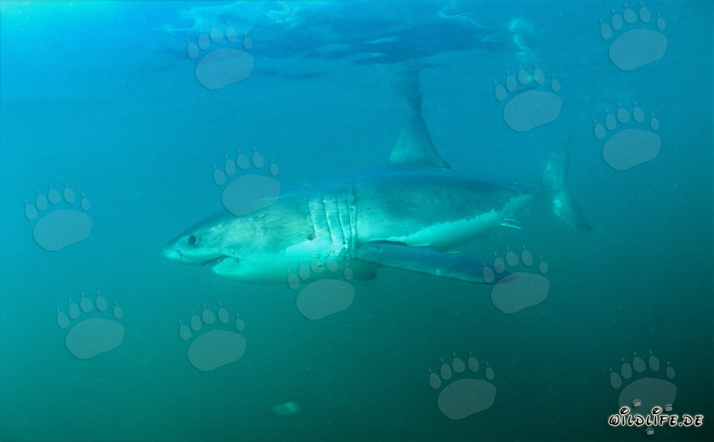 Gran tiburón blanco frente a la costa de Sudáfrica