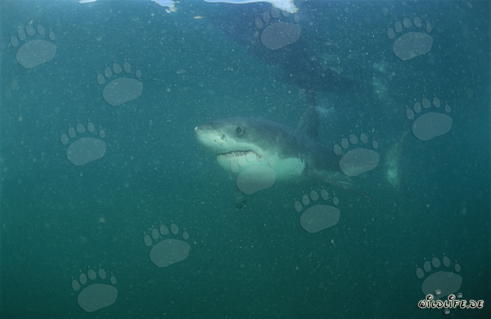 Baby Great White Shark near Dyer Island, South Africa