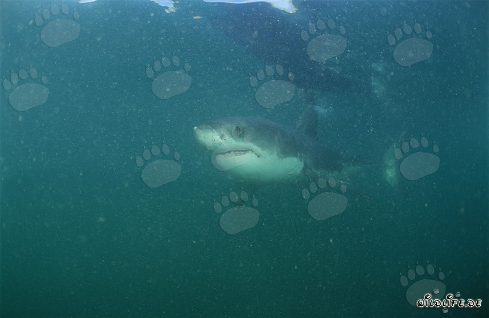Jeune requin blanc près de l'île de Dyer, Afrique du Sud