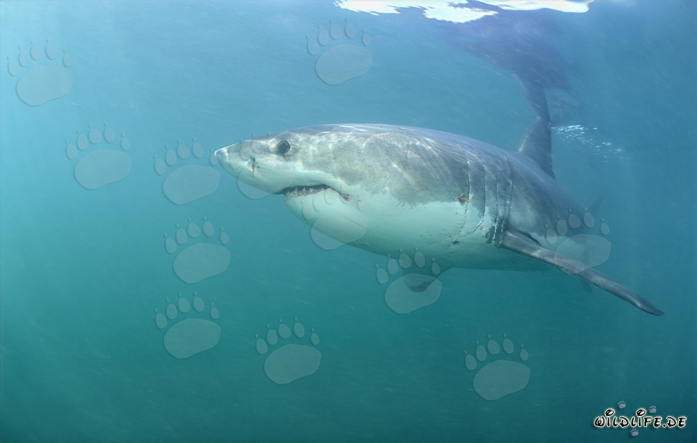 Fascinant Grand Requin Blanc devant l'île rocheuse de Geyser Rock