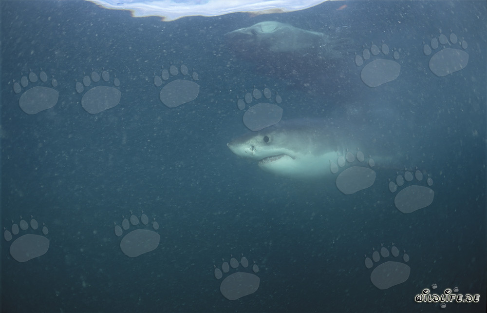 Impresionante Gran Tiburón Blanco frente a la costa de Sudáfrica