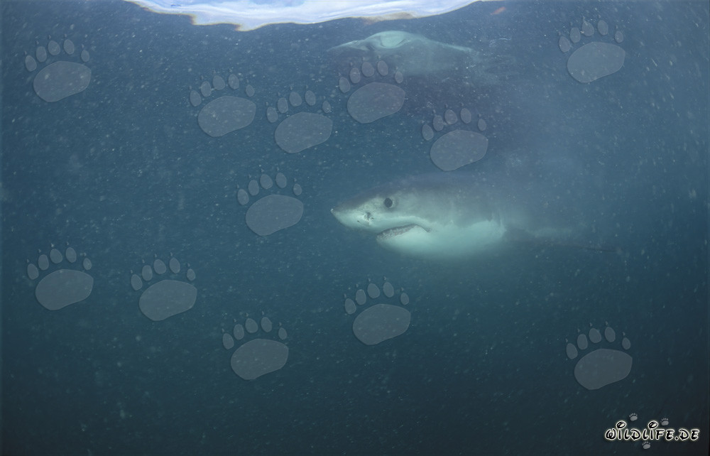 Grand requin blanc impressionnant au large de la côte sud-africaine
