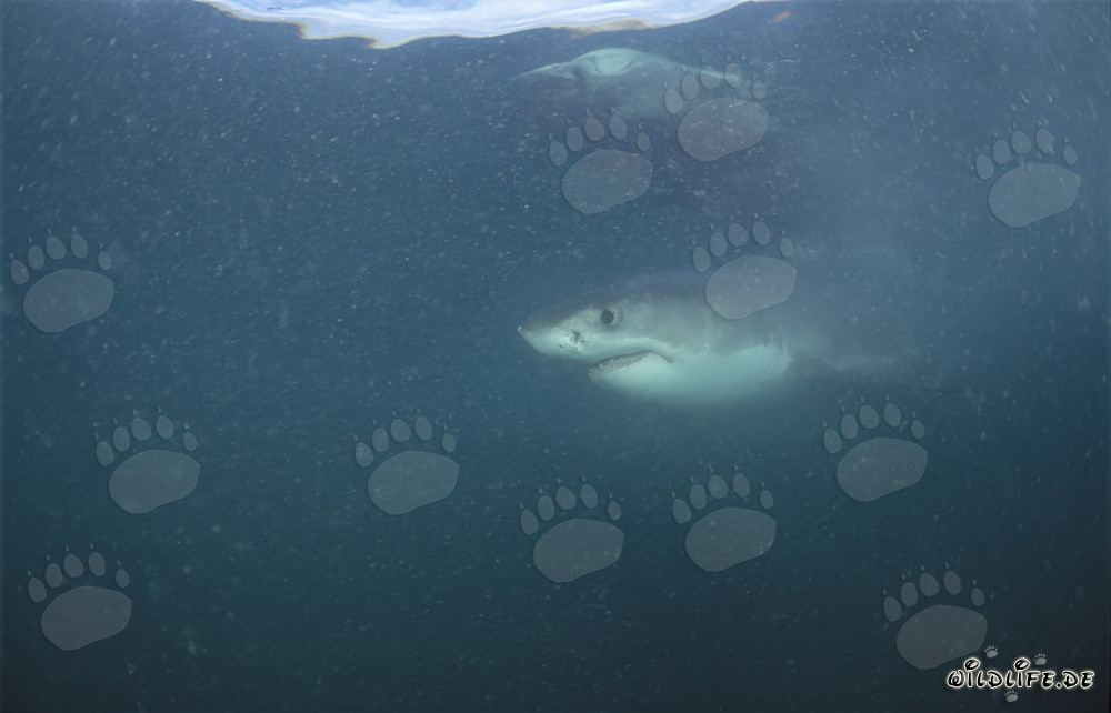 Impressive Great White Shark off the coast of South Africa
