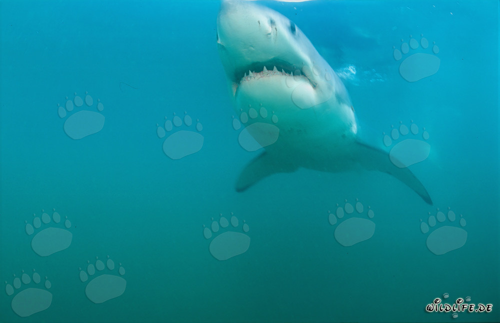 Le grand requin blanc glisse majestueusement devant Geyser Rock dans les eaux bleu profond