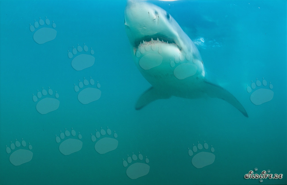 Great White shark (Carcharodon carcharias) gracefully gliding in front of Geyser Rock