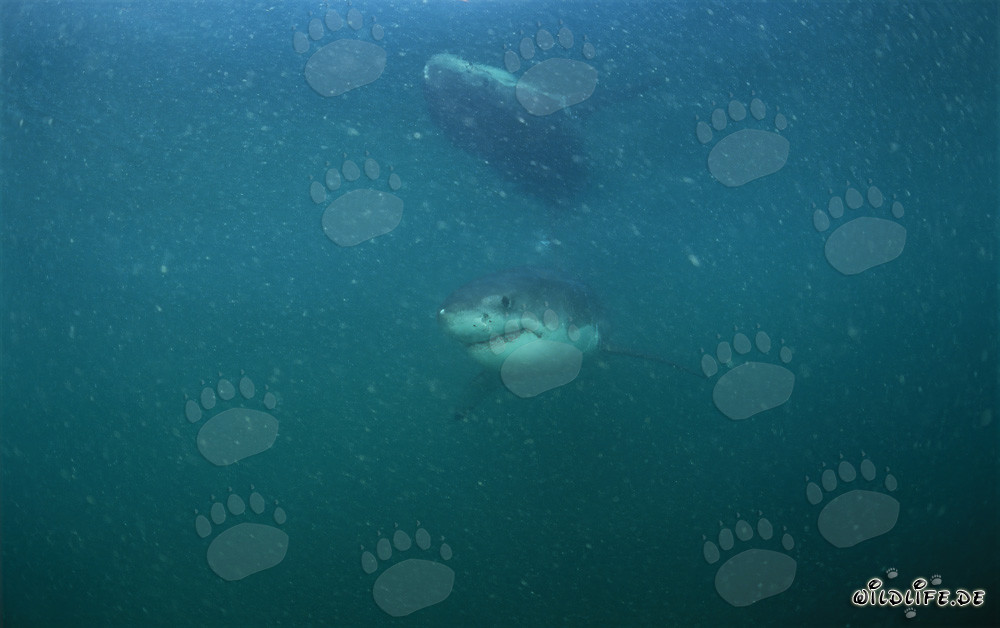 Baby Great White Shark swimming in plankton-rich waters off Dyer Island and Gyser Rock