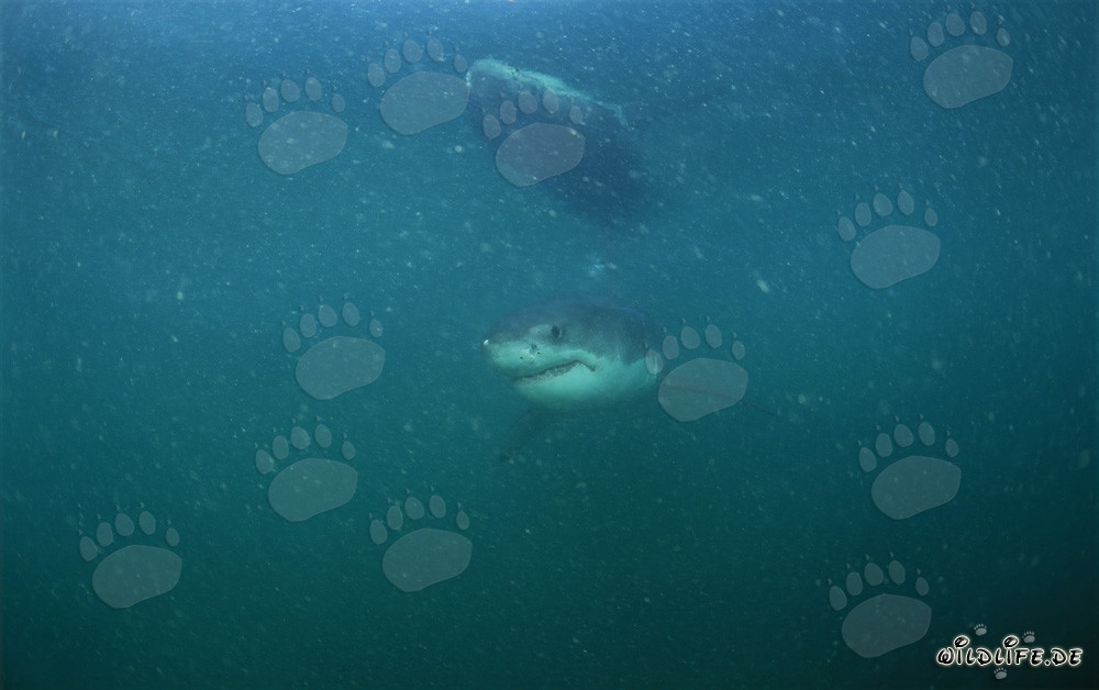 Jeune grand requin blanc nage dans l'eau riche en plancton devant l'île Dyer et le rocher Gyser