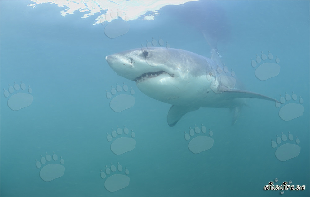 Grand requin blanc majestueux nage élégamment dans l'eau bleu profond