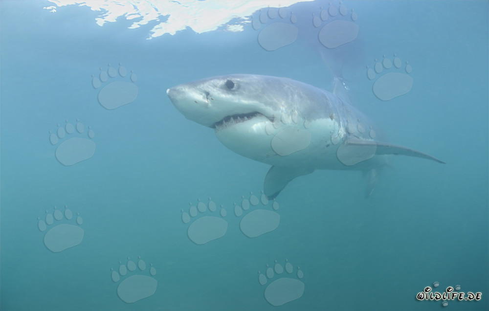 Majestic Great White Shark gracefully glides through the deep blue water