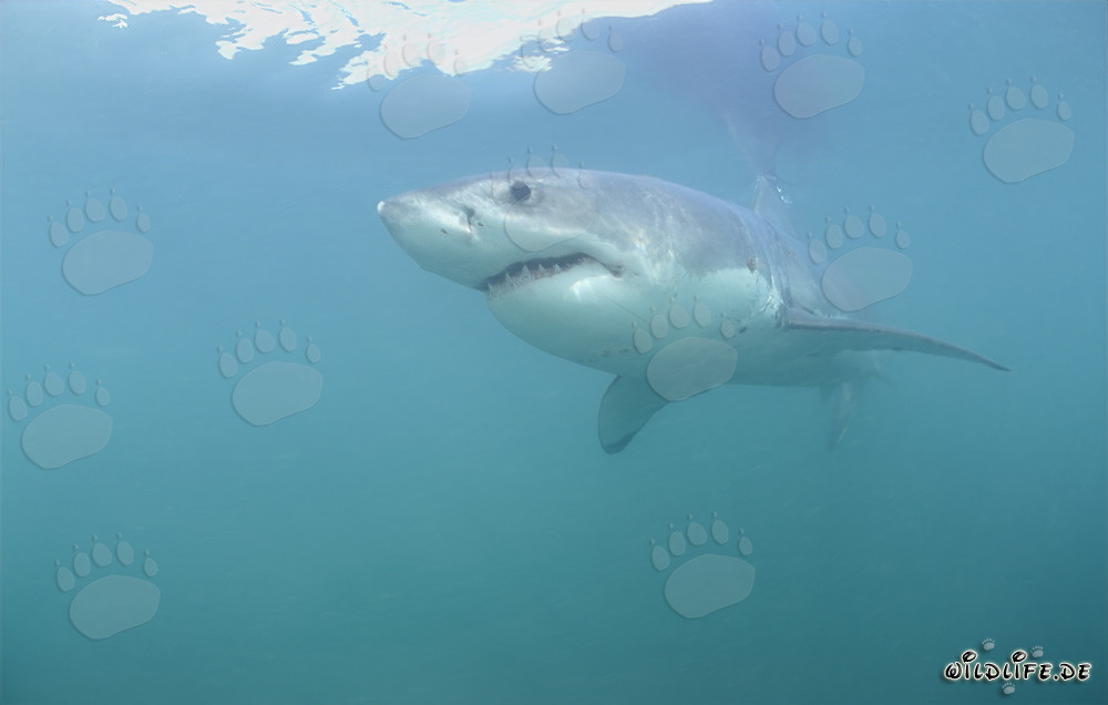 Gran tiburón blanco majestuoso nada elegantemente en el agua azul profundo