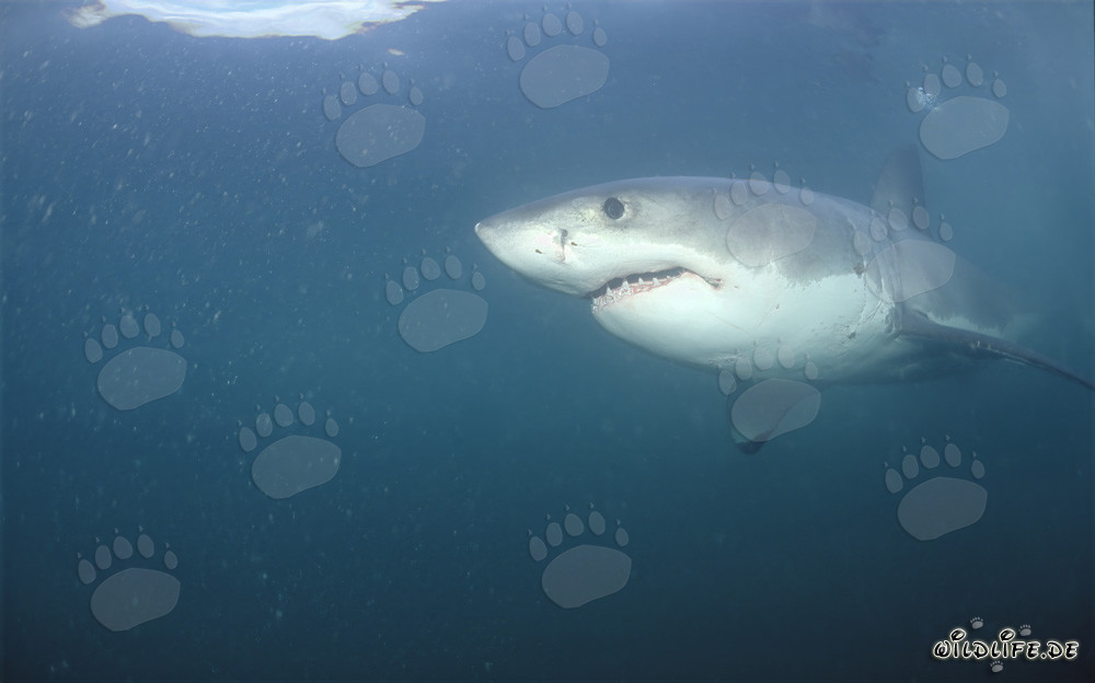 Le majestueux grand requin blanc glisse élégamment à travers l'eau