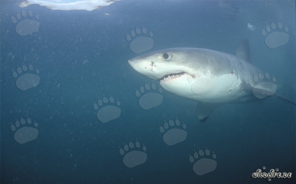 Majestic Great White Shark elegantly glides through the water