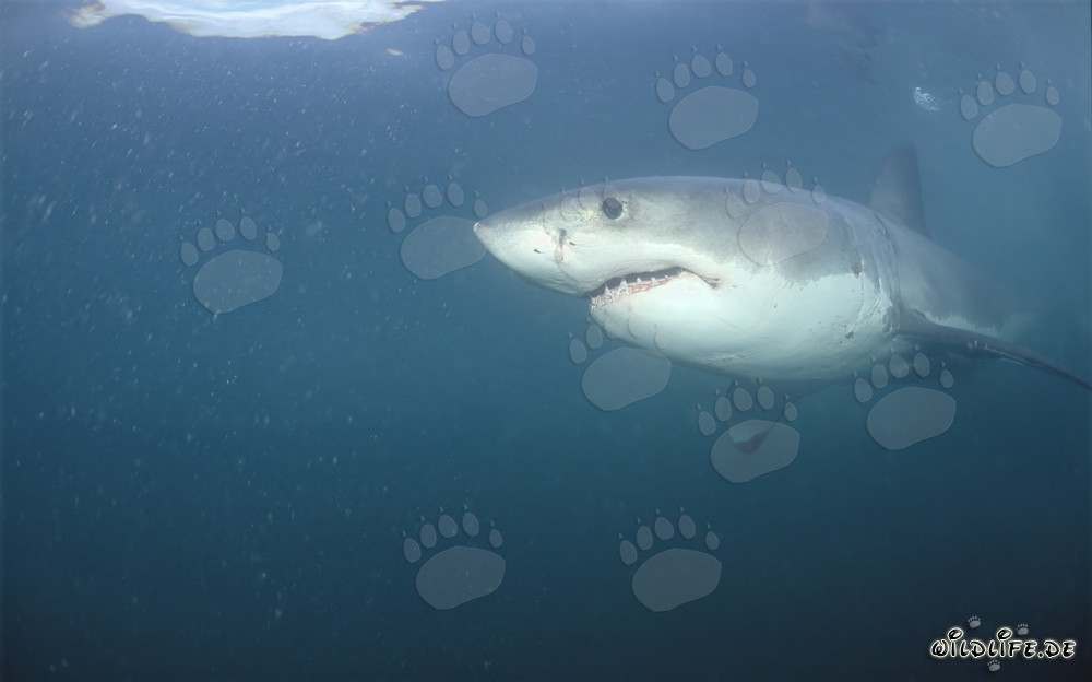 El majestuoso tiburón blanco se desliza elegantemente por el agua