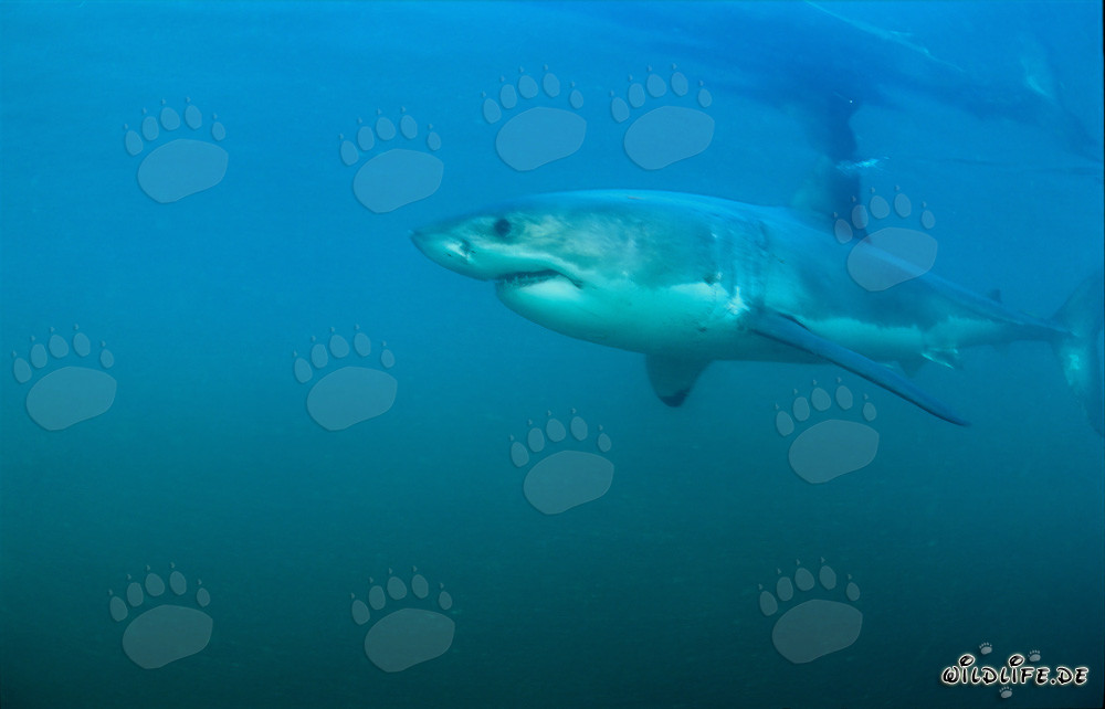 Les grands requins blancs - Les redoutables prédateurs des mers