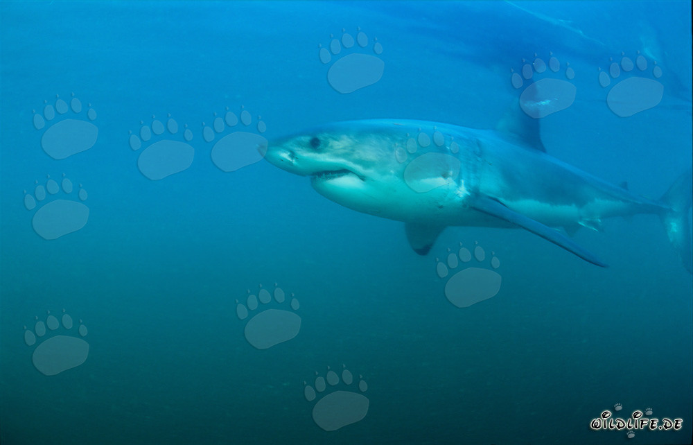 Great White Sharks - The Fascinating Top Predators of the Seas
