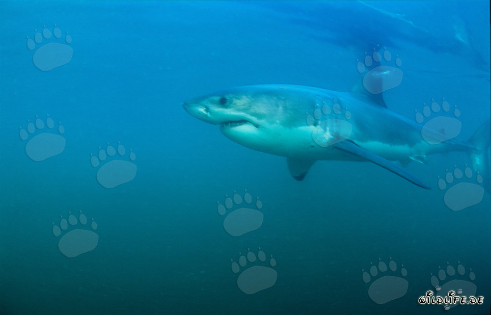 Tiburones blancos - Los fascinantes depredadores de los mares