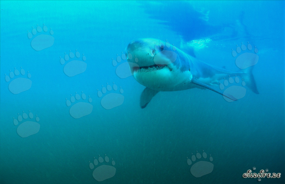 Jeune exemplaire du Grand Requin Blanc