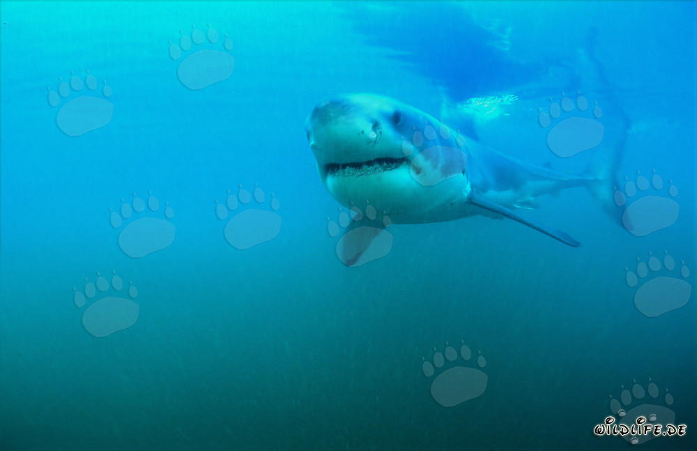 Young Specimen of the Great White Shark