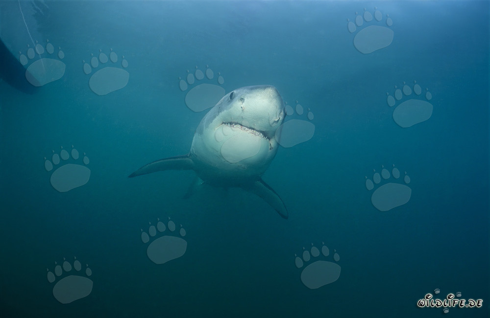 Affascinante giovane squalo bianco vicino a Gansbaai