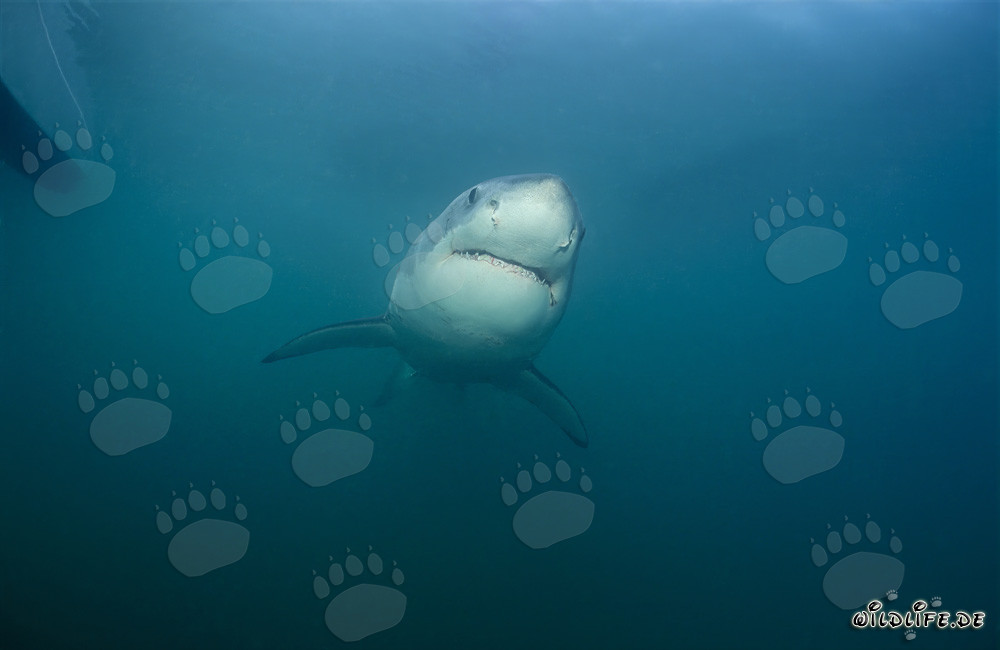 Jeune grand requin blanc fascinant près de Gansbaai
