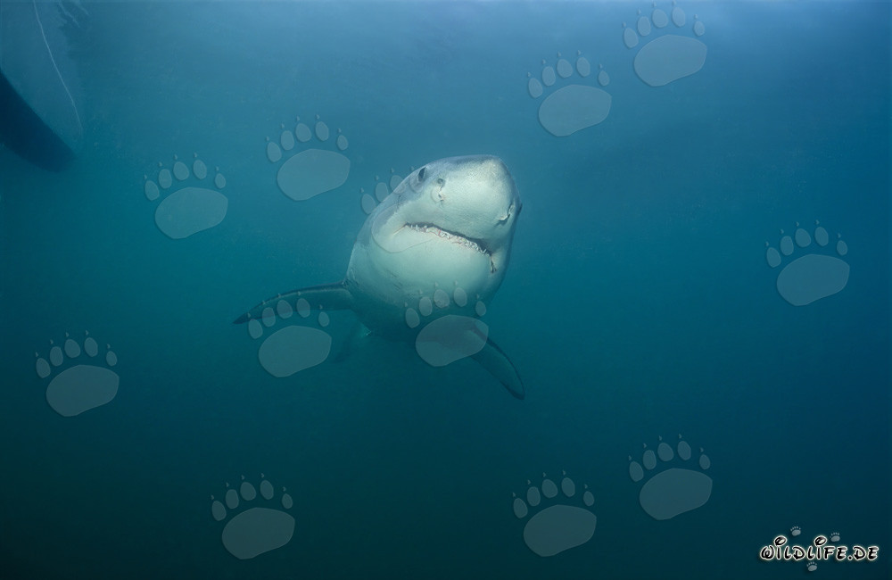 Fascinante joven tiburón blanco cerca de Gansbaai