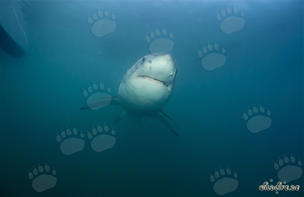 Fascinating Young Great White Shark near Gansbaai