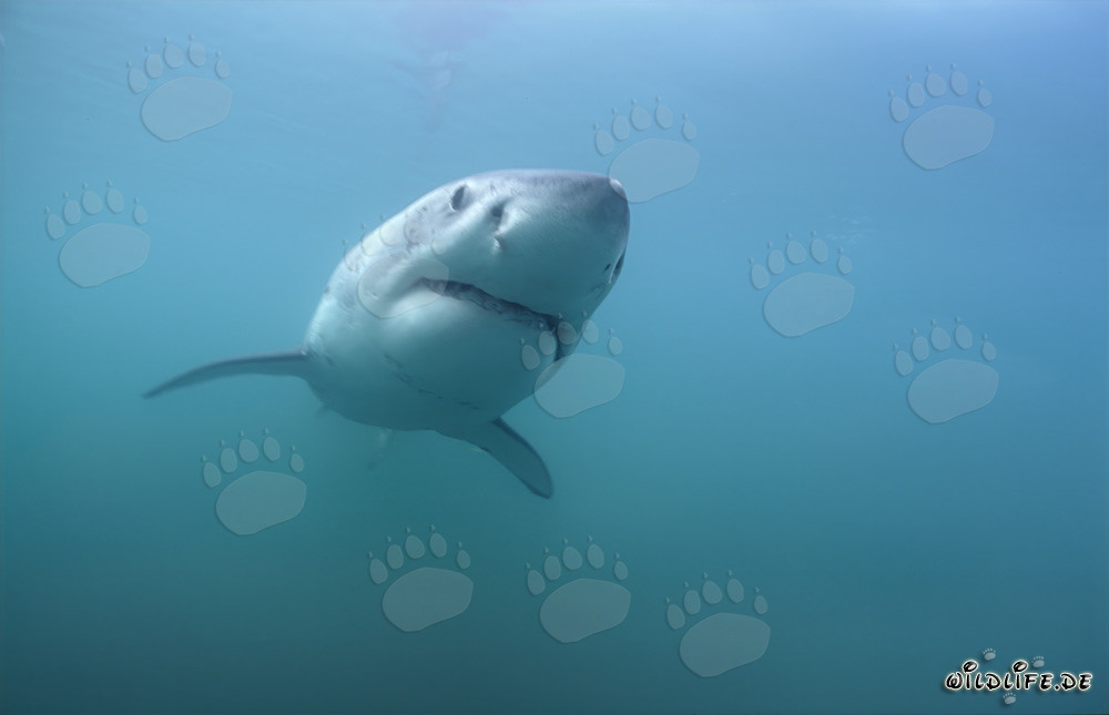 Les grands requins blancs au large des côtes sud-africaines