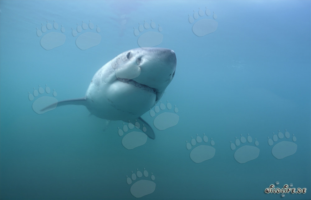 Great White Sharks off the Coast of South Africa
