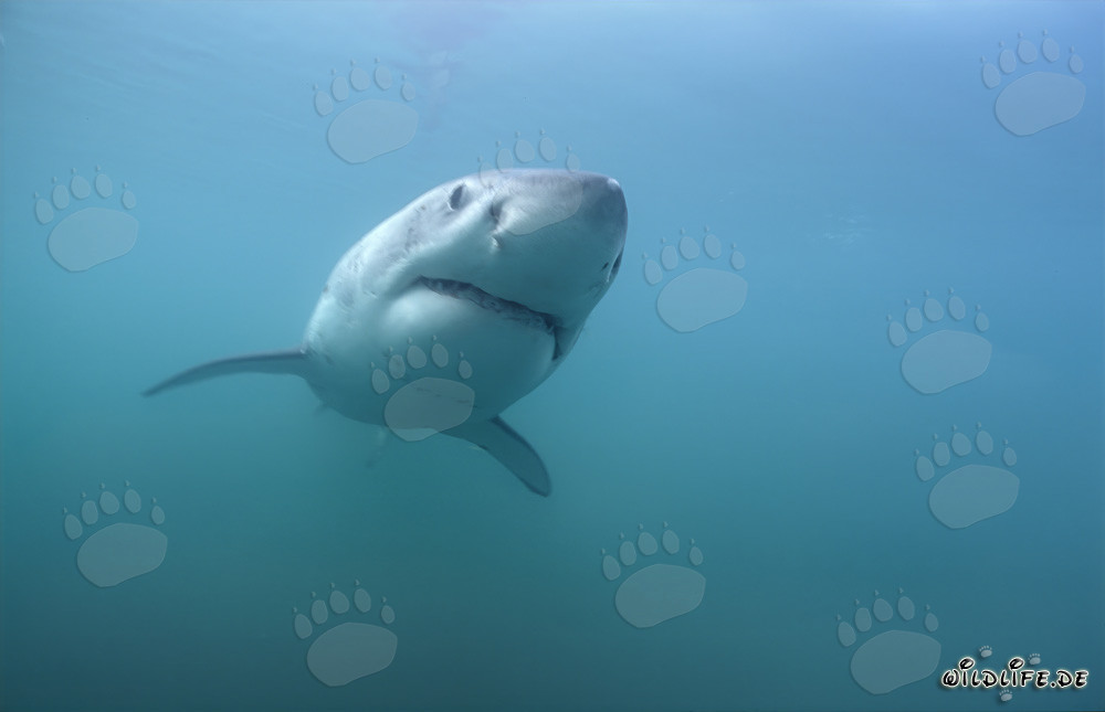 Tiburones blancos frente a la costa de Sudáfrica