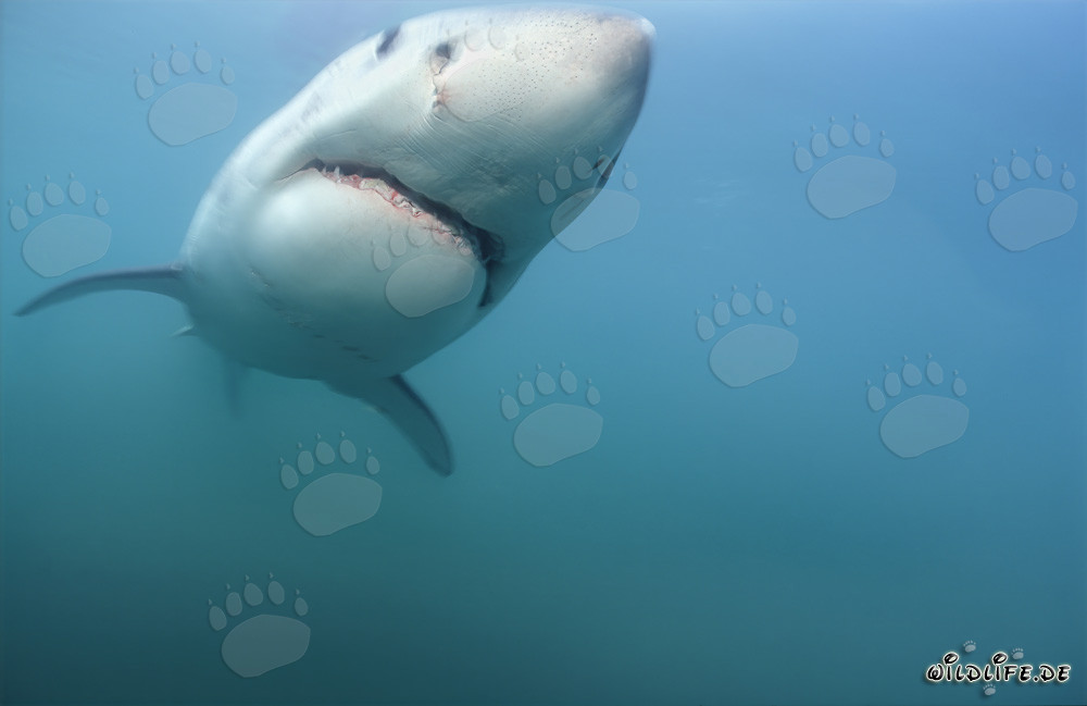 Incontro affascinante: Giovane squalo bianco (Carcharodon carcharias)