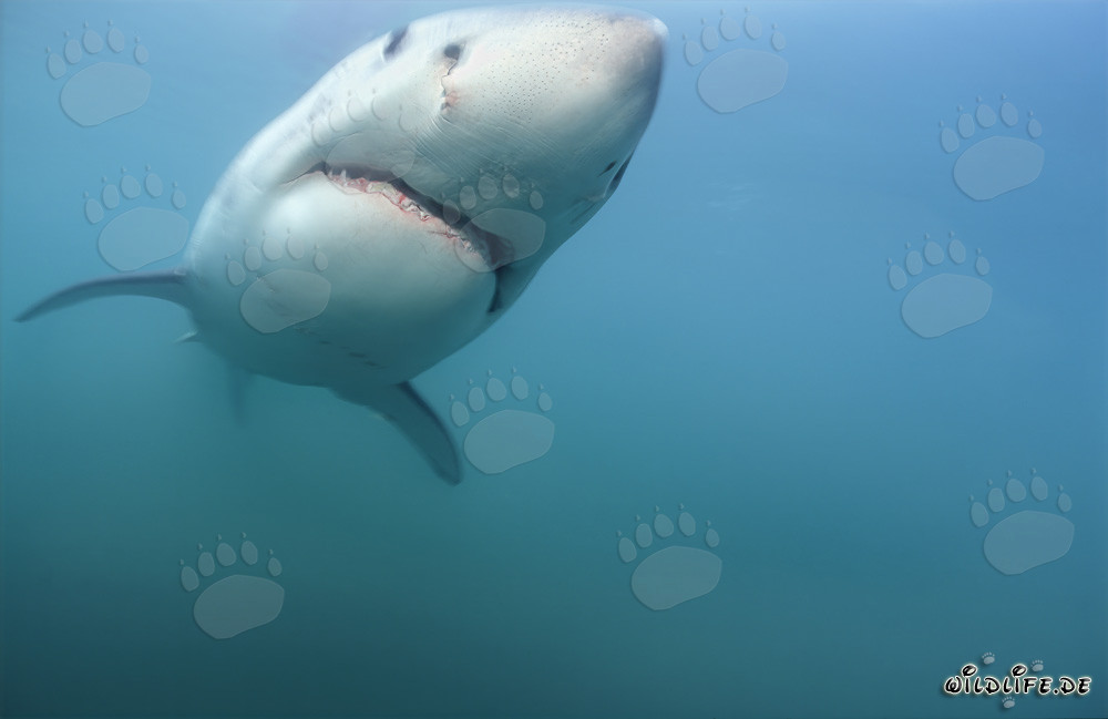 Rencontre fascinante : Jeune grand requin blanc (Carcharodon carcharias)