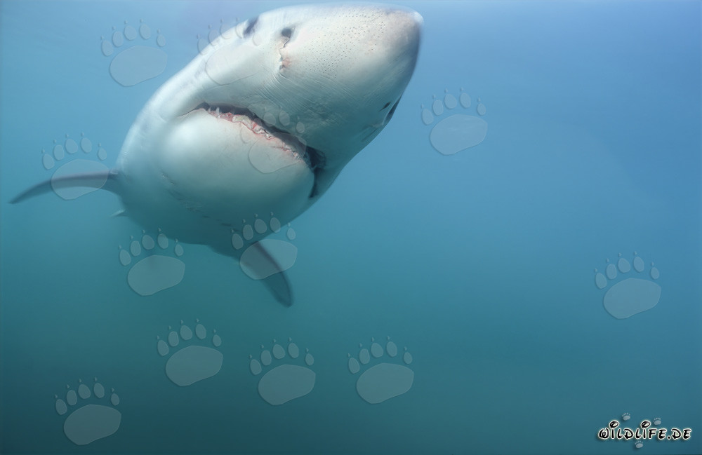 Encuentro fascinante: Joven tiburón blanco (Carcharodon carcharias)