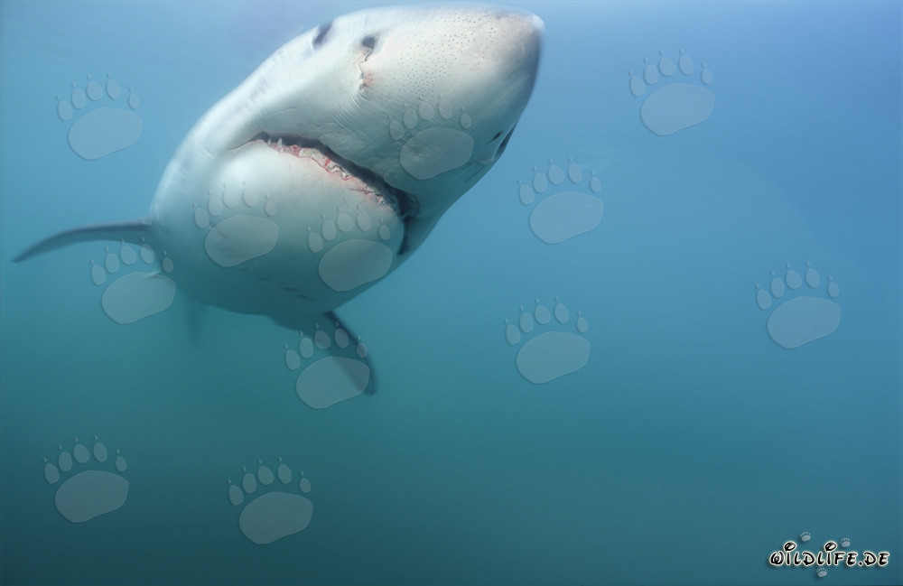 Faszinierende Aufnahme eines jungen Weißen Hais (Carcharodon carcharias) im Meer