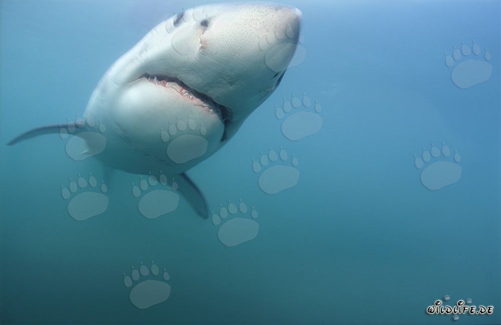 Fascinating Encounter: Young Great White Shark (Carcharodon carcharias)