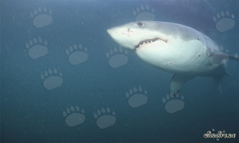 Grand requin blanc impressionnant devant l'île Dyer en Afrique du Sud