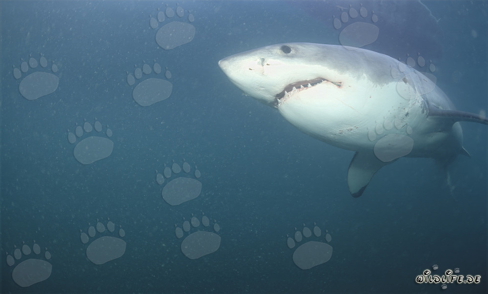 Impressive Great White Shark in front of Dyer Island in South Africa