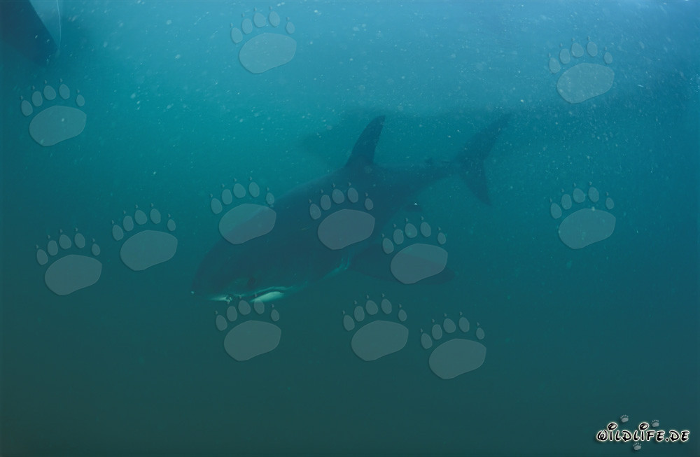 Baby great white shark in the South Atlantic