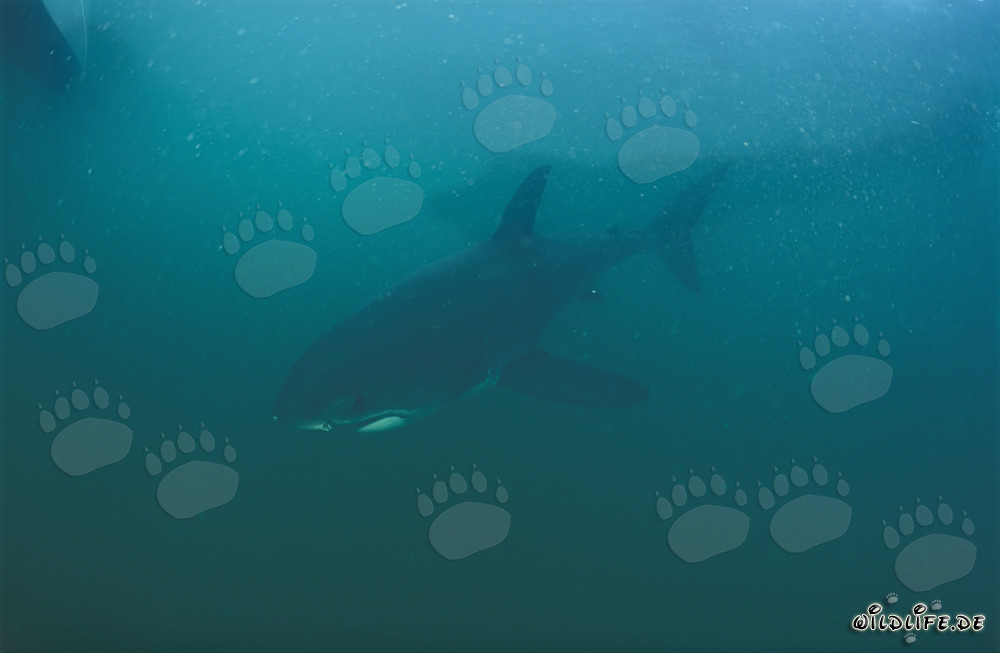 Jeune Requin Blanc dans le Sud de l'Atlantique