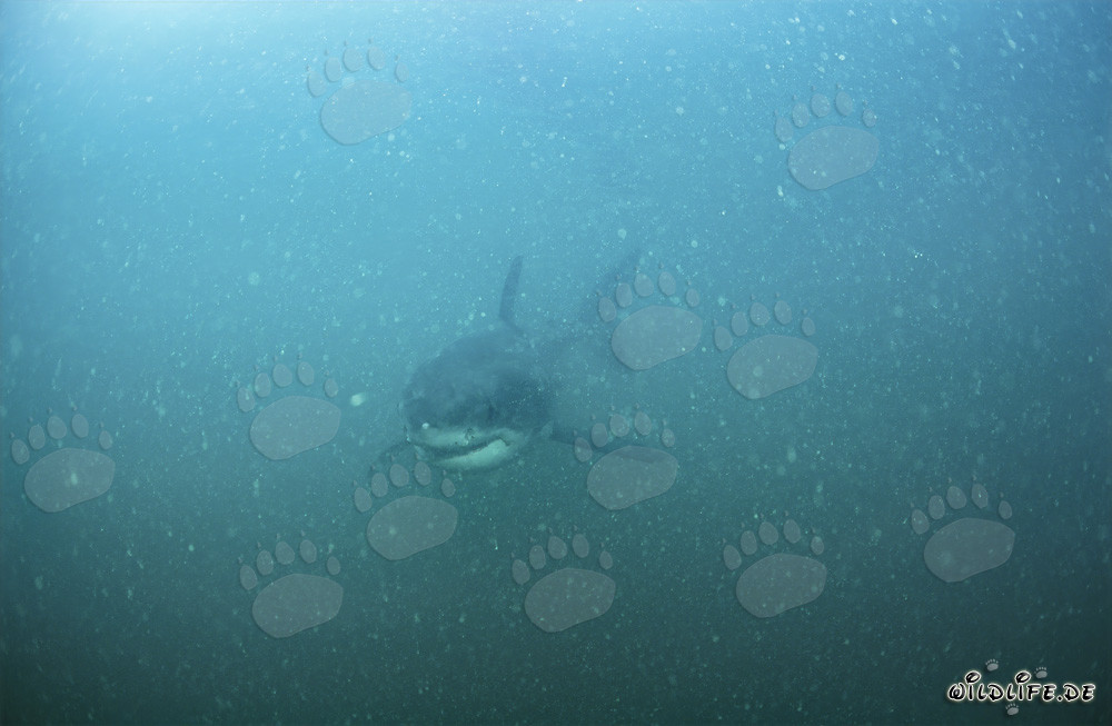 Baby Great White Shark exploring the plankton-rich underwater world off Gansbaai
