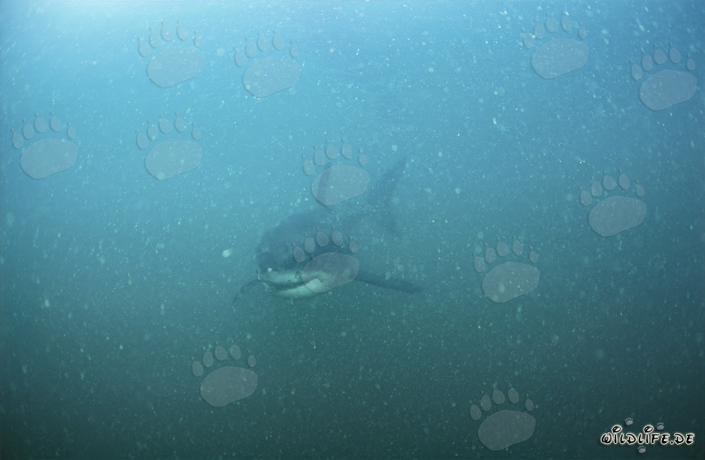 Jeune requin blanc explorant le monde sous-marin riche en plancton devant Gansbaai