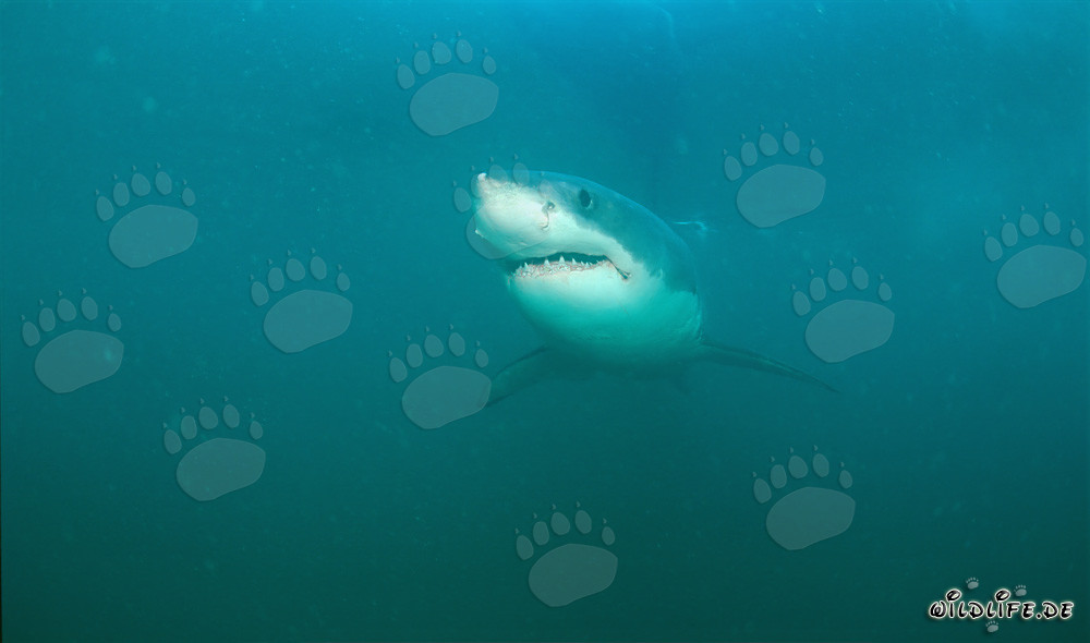 Le Grand Requin Blanc - Fascinant Géant des Mers