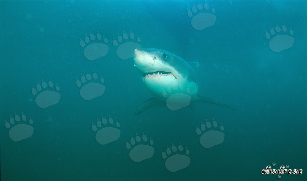 The Great White Shark - Majestic Giant of the Seas