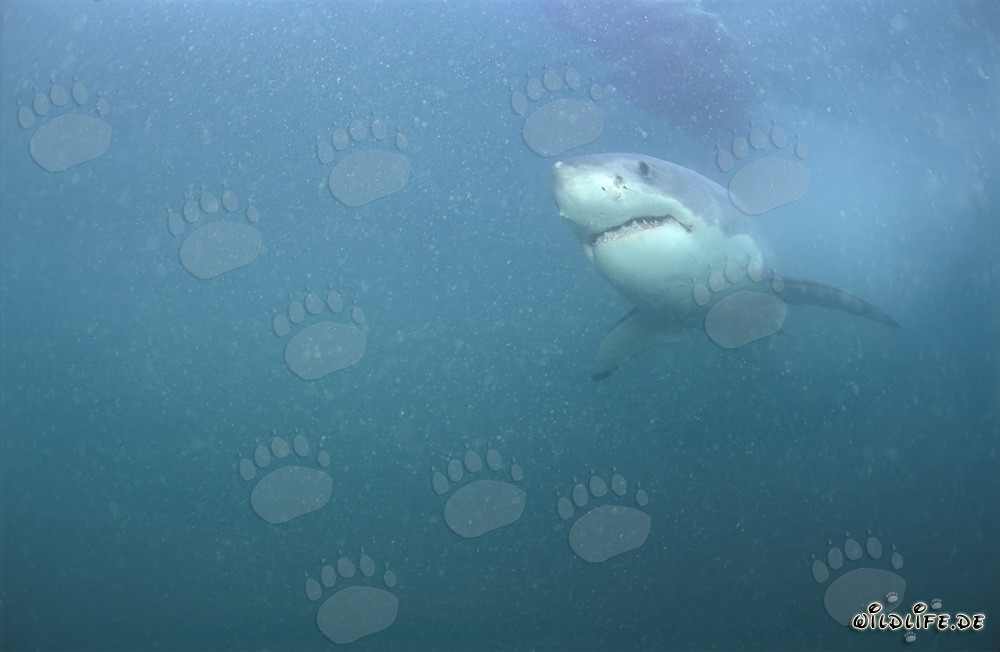 El superdepredador Gran Tiburón Blanco