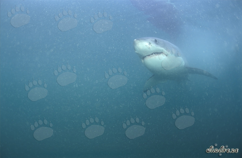 Il superpredatore Grande Squalo Bianco