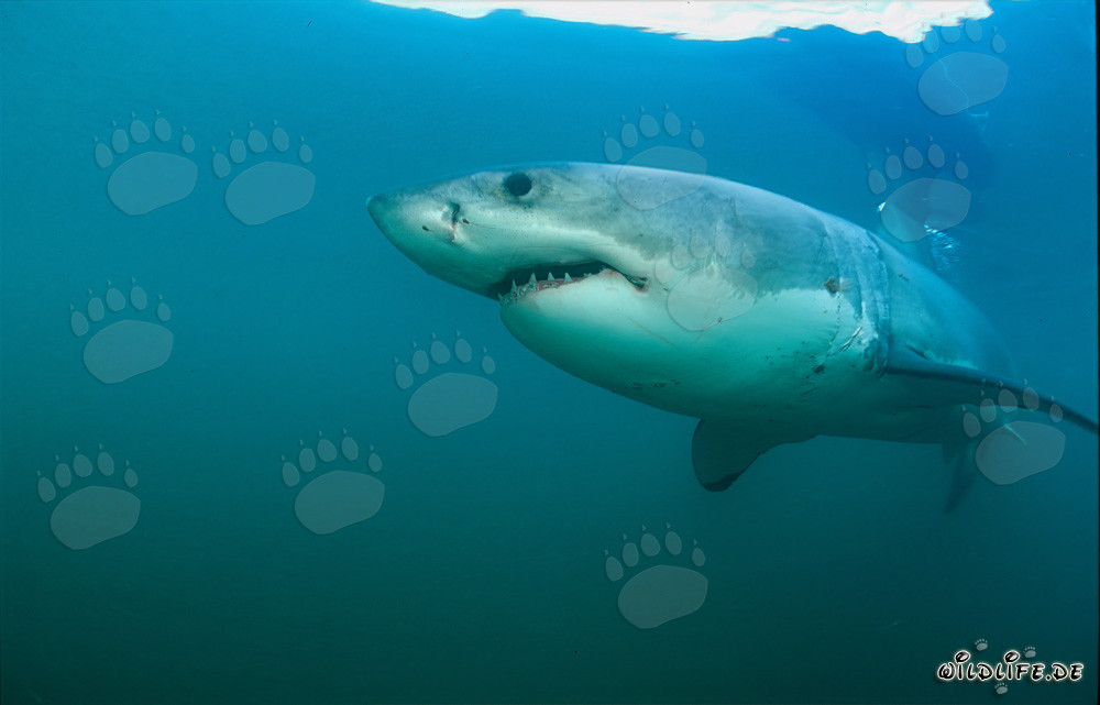 Grand requin blanc impressionnant devant Geyser Rock en Afrique du Sud