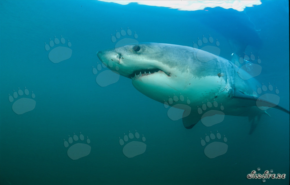 Impressive Great White Shark in front of Geyser Rock in South Africa