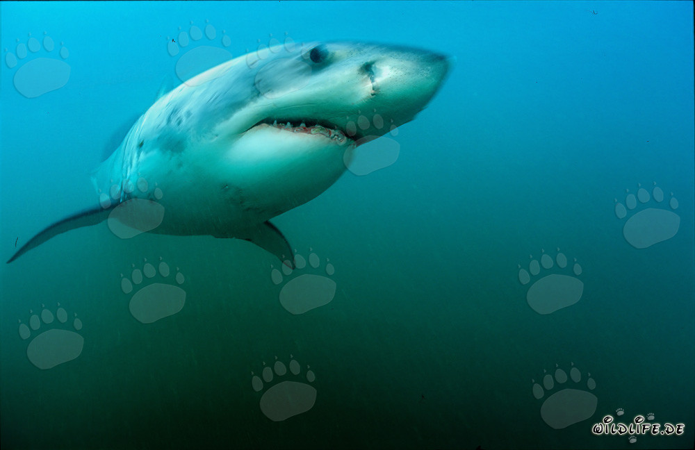 Grand requin blanc majestueux devant Geyser Rock en Afrique du Sud