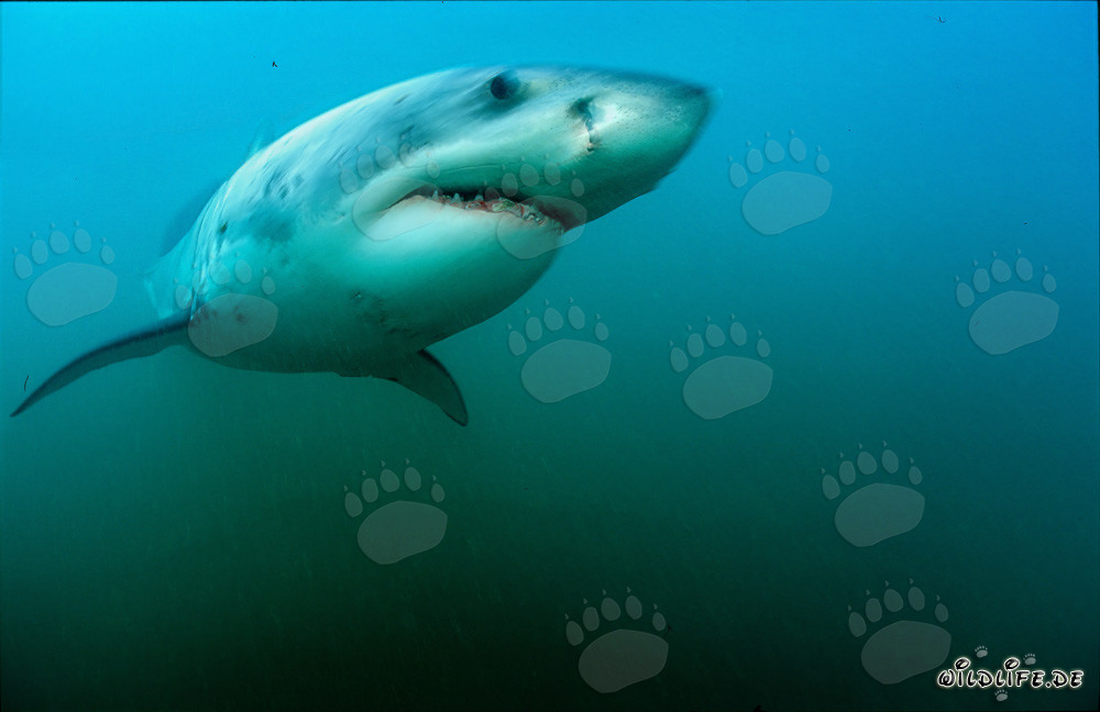 Majestic Great White Shark in front of Geyser Rock in South Africa