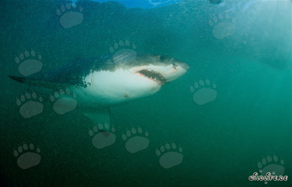 Grand Requin Blanc devant Geyser Rock en Afrique du Sud